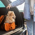 pet transport service