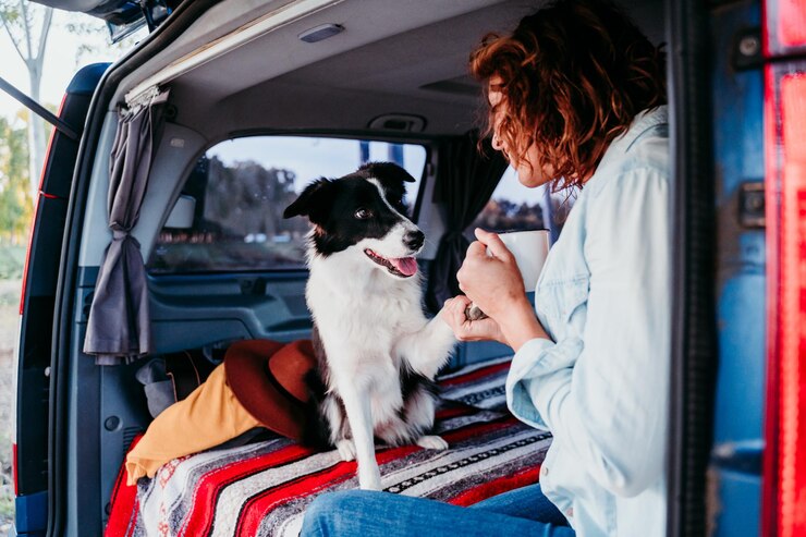 pet transport service