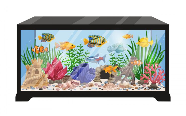 Enjoy Fish Tank The Beginner’s Joyful Guide to a Dreamy Fish Tank Setup