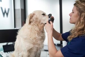 Dog Symptom Checker