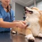 Dog Symptom Checker
