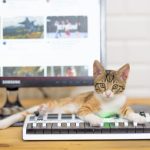 Cat Toys Online