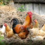 corid for chickens