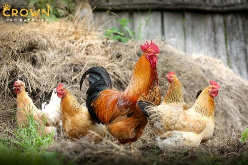 corid for chickens