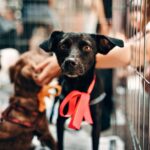Pet Adoption Guide
