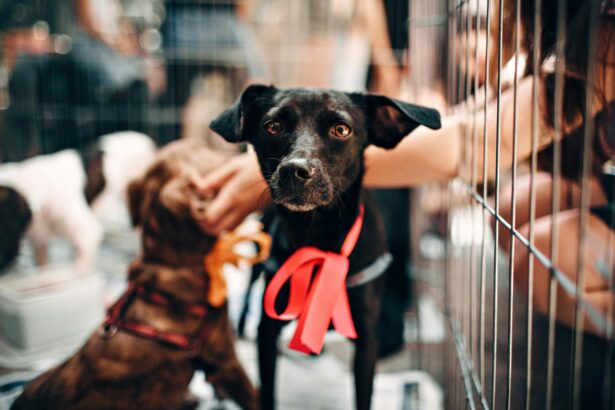 Pet Adoption Guide