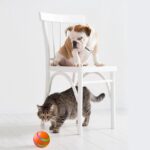 dog toys