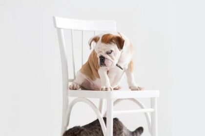 dog toys