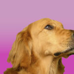 natural dog treats
