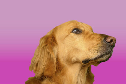 natural dog treats