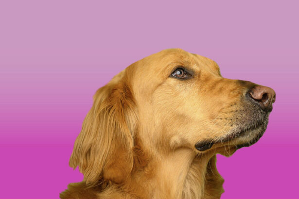 natural dog treats