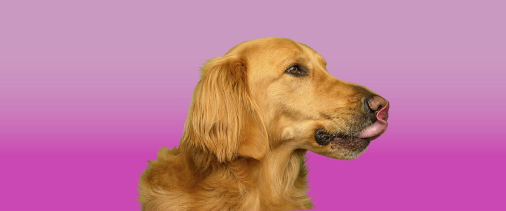 natural dog treats