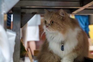 Persian cat price
