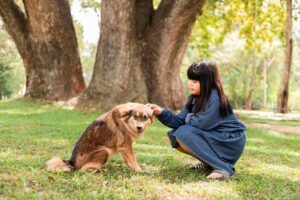 dog training