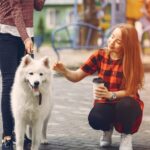 dog training dubai